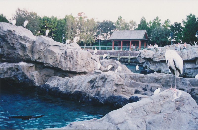 015-Birds at Epcot.jpg